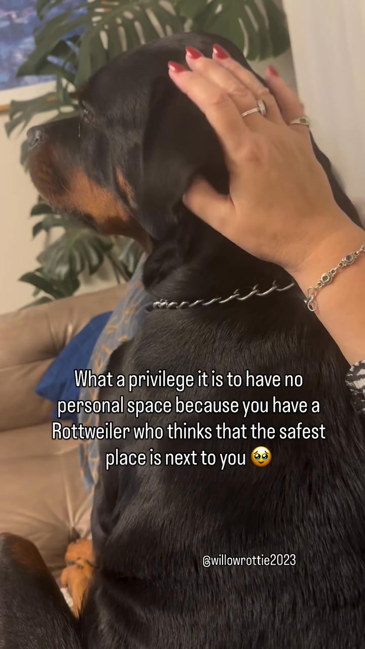 Comment you Thoughts : #rottweiler #dogsofinstagram #dog #dogs #rottie ...