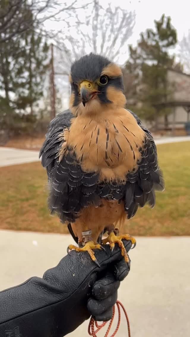 What is rousing? A rouse... - World Center for Birds of Prey | Facebook