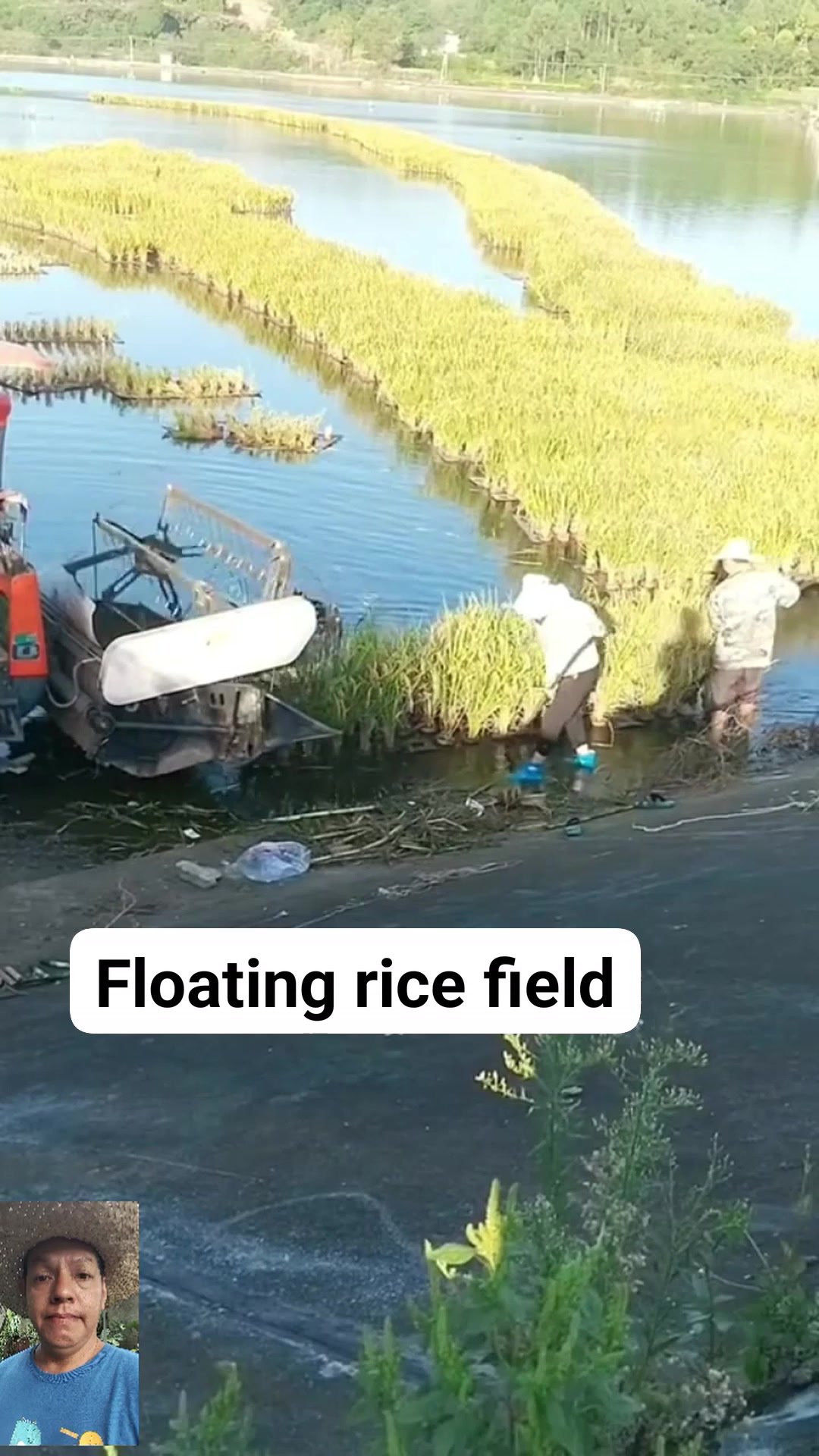 Floating rice field #farmingtips #farming #farminglife #agriculture # ...