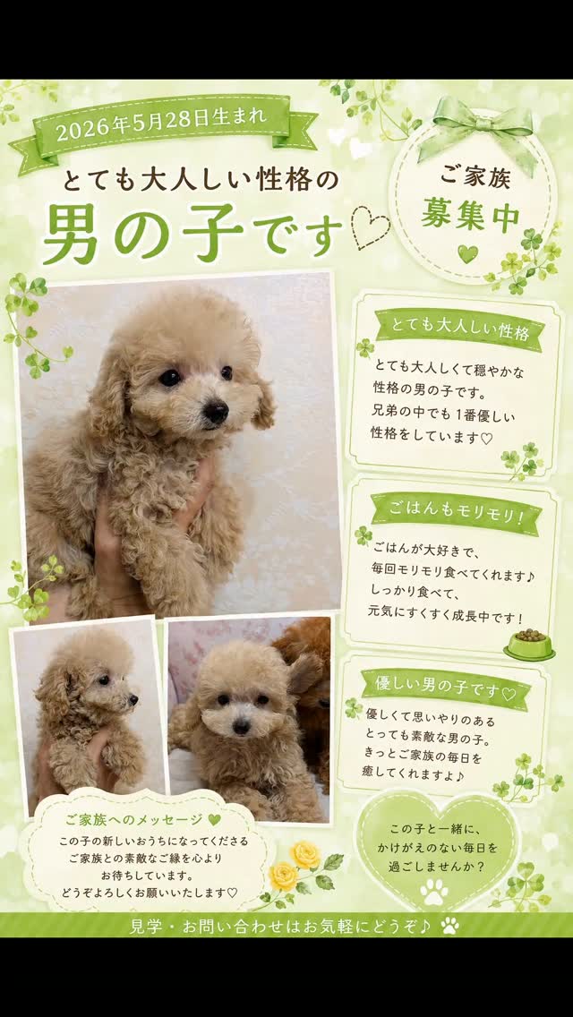 トイプードルはうす。もも (@toypoodlehouse.momo) • Facebook