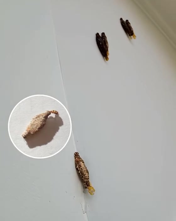 Always check the walls of your house regularly for these insects ...