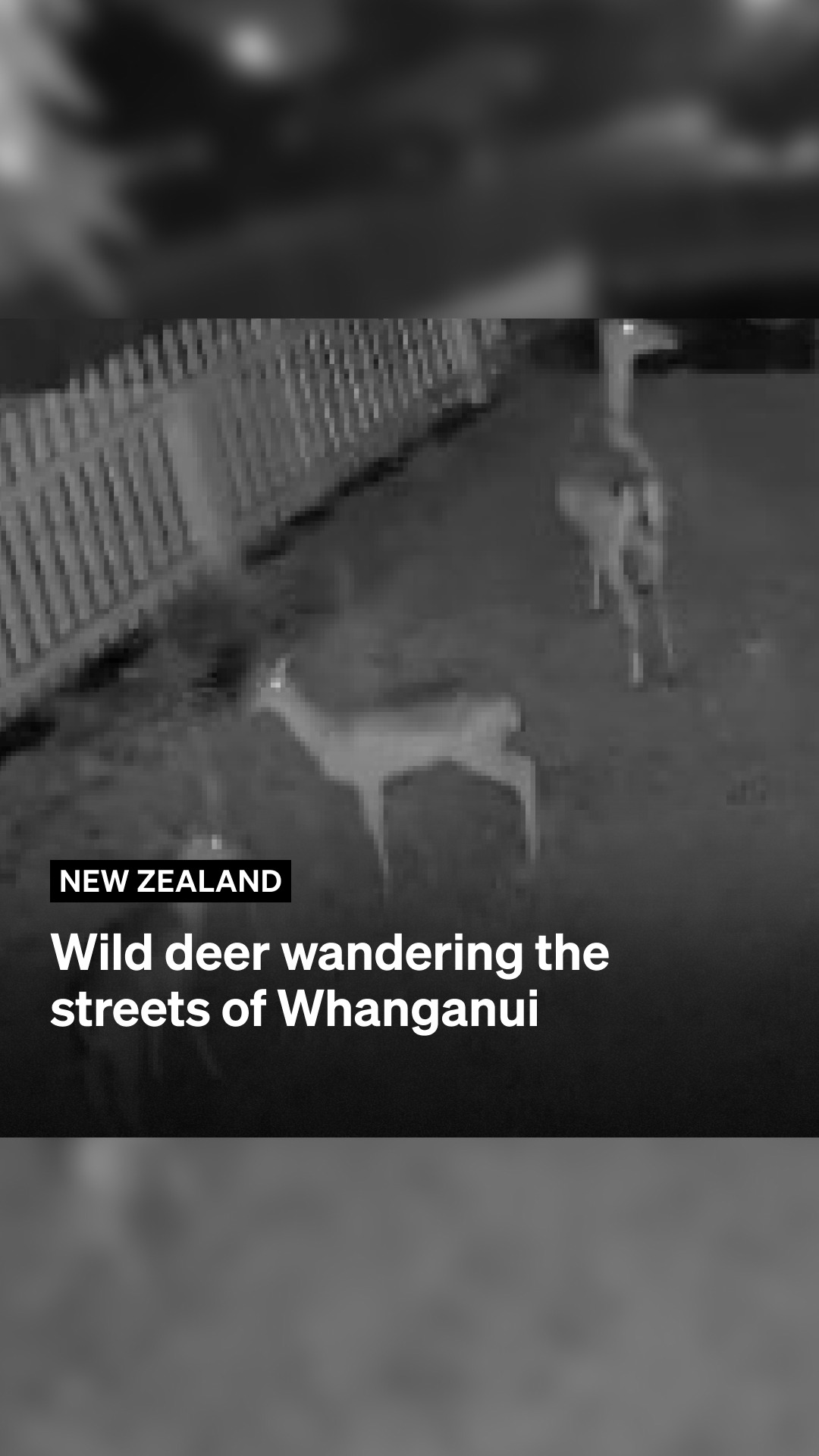 Wild deer roaming the streets of suburban Whanganui are delighting some ...