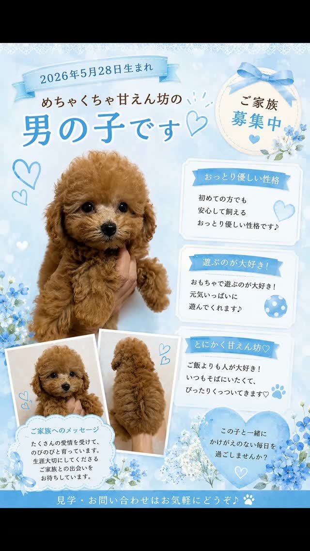トイプードルはうす。もも (@toypoodlehouse.momo) • Facebook