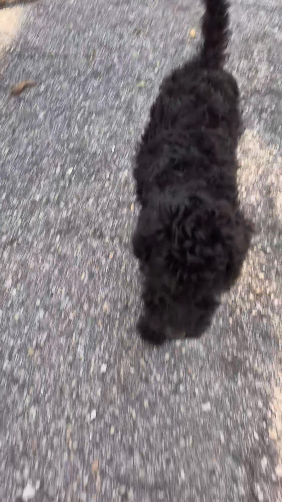 Golden feather farm of Doodles and Poodles