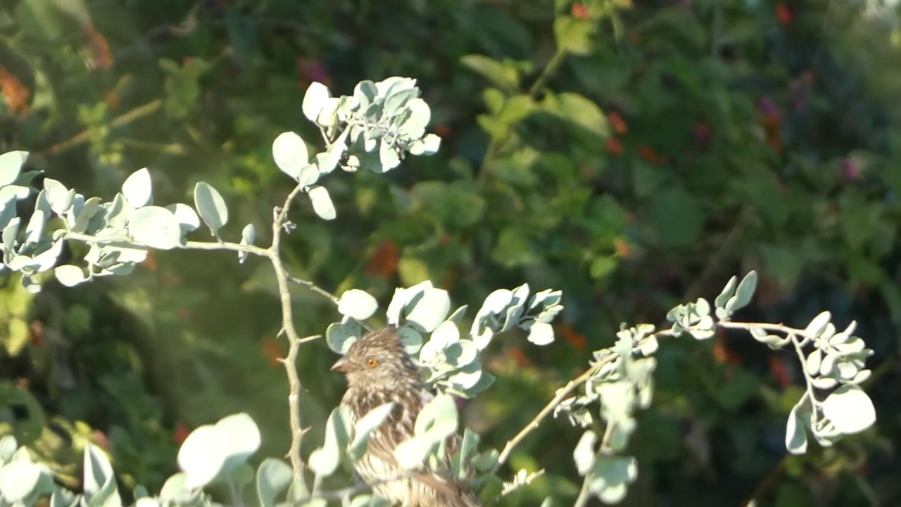 Pájaro Bobo o Aliso del Río (Tessaria integrifolia). Es una especie ...