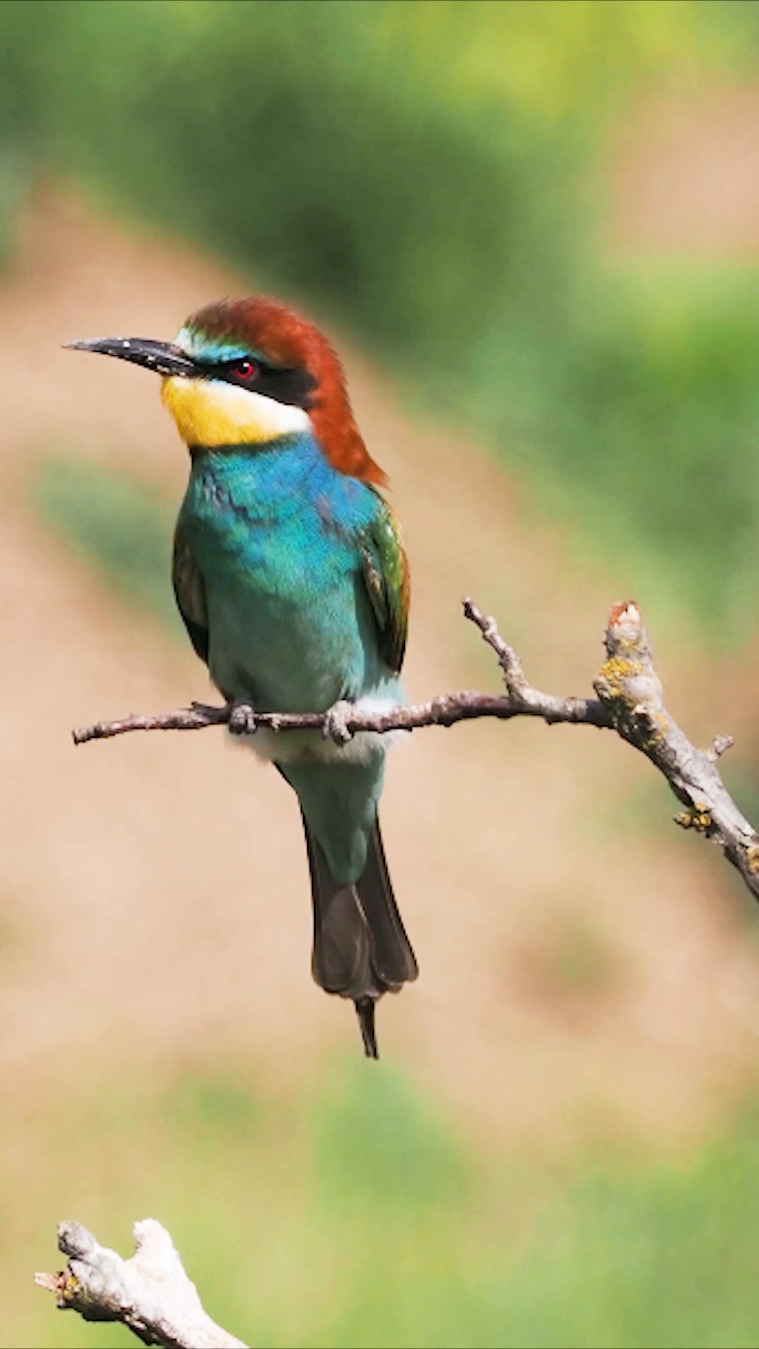 prigoria-merops-apiaster-un-mascul-care-incearca-sa-si-impresioneze
