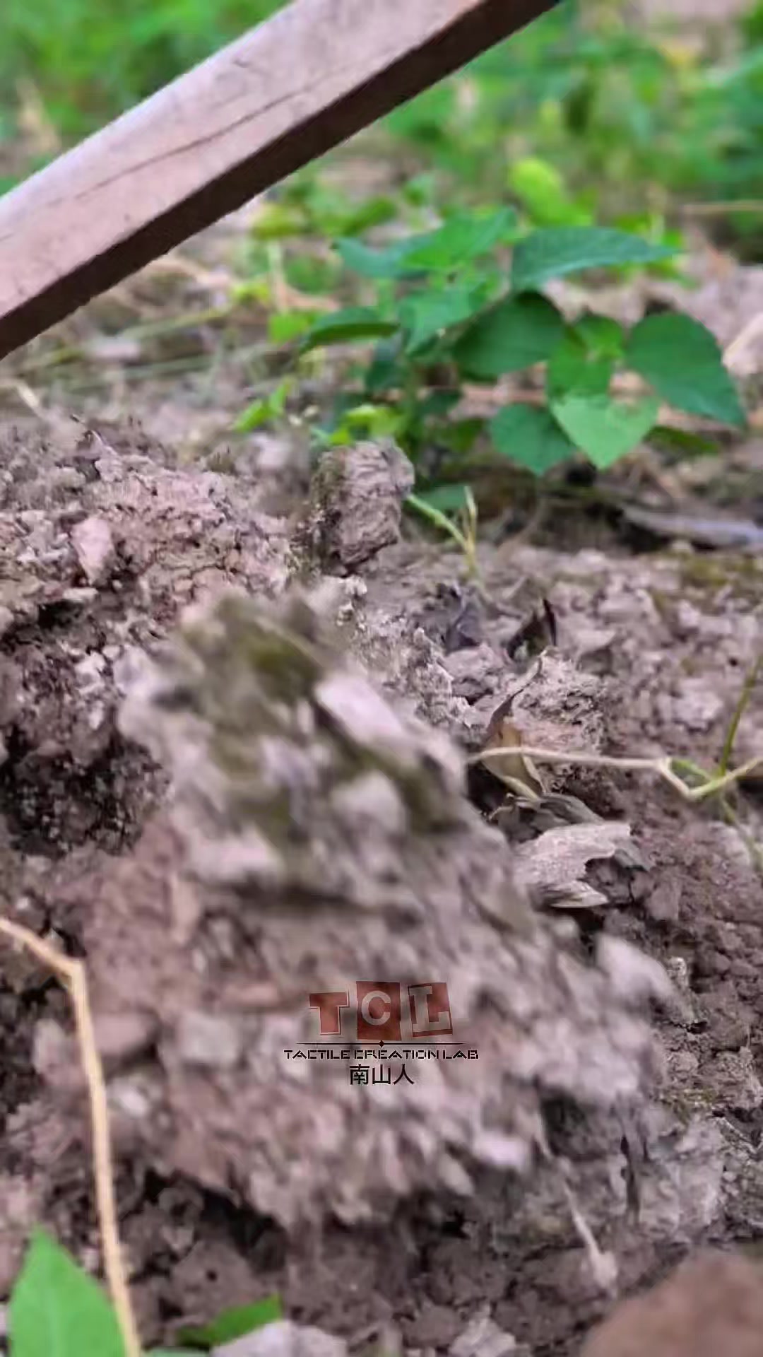 “How a Strange Root Becomes a Savory Treat” #KudzuRoot #fblifestyle ...