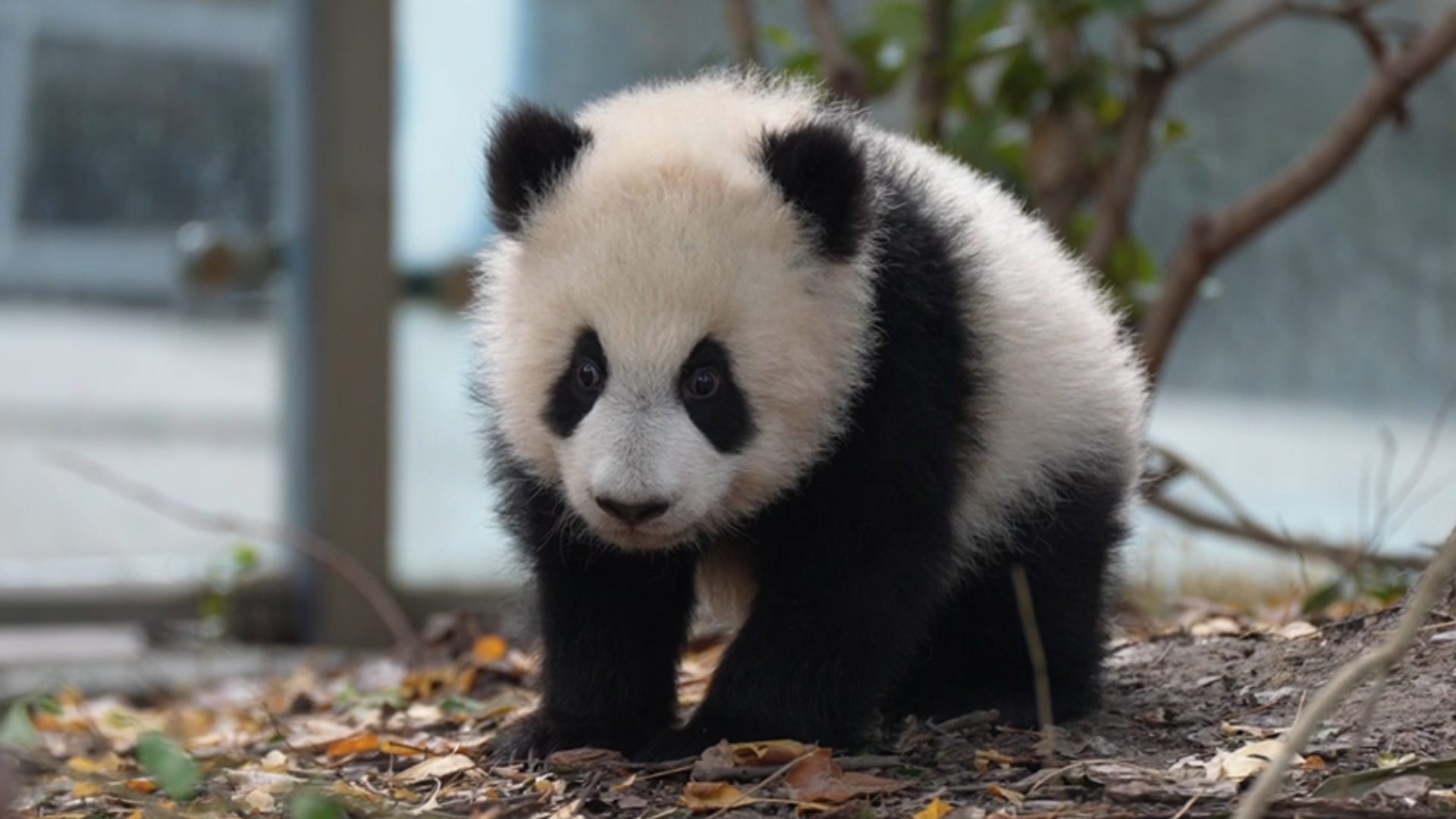 Me trying to remember what I was just about to do... #panda #funny # ...