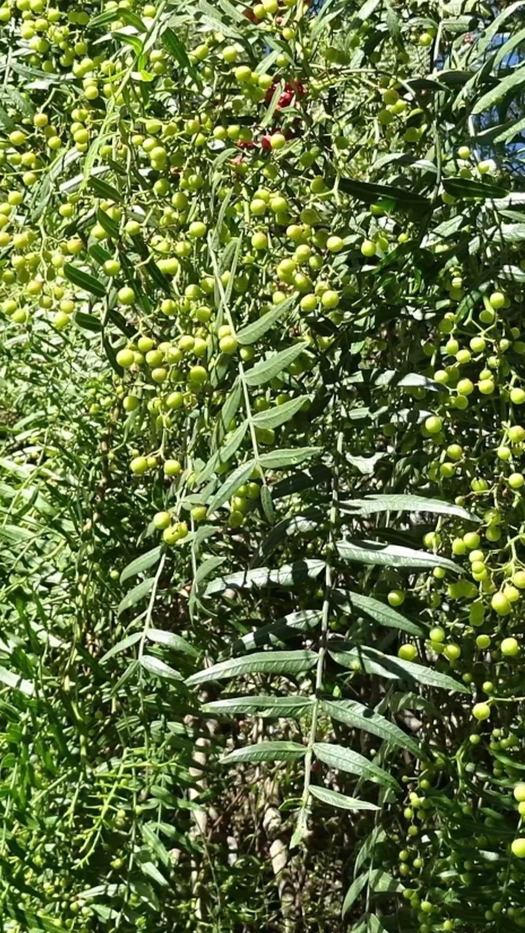 🌿 Pirul: El árbol resistente que guarda secretos ancestrales #pirul # ...