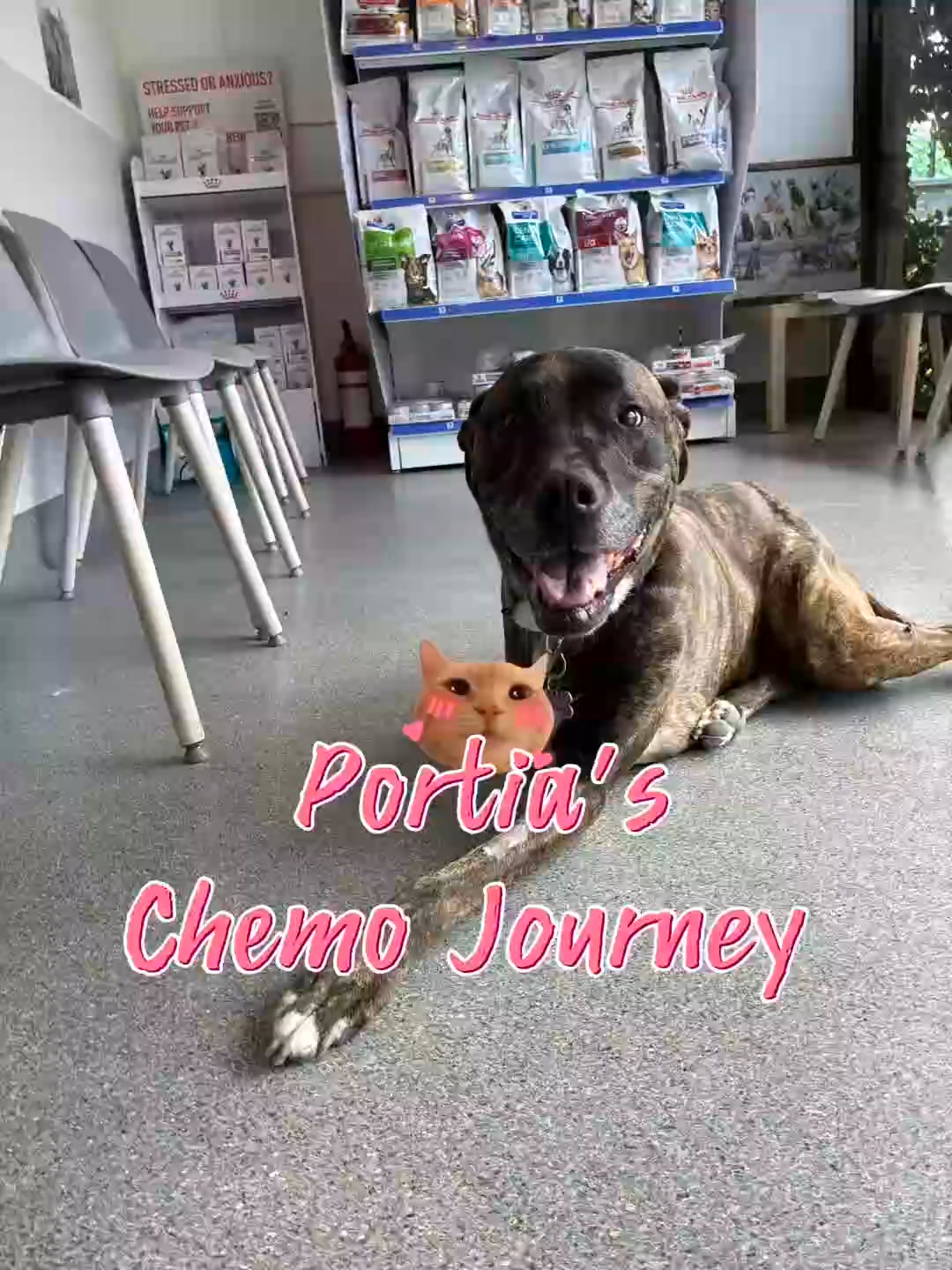 Portia’s chemo journey 💛 Meet Portia, a sweet soul with a very devoted ...