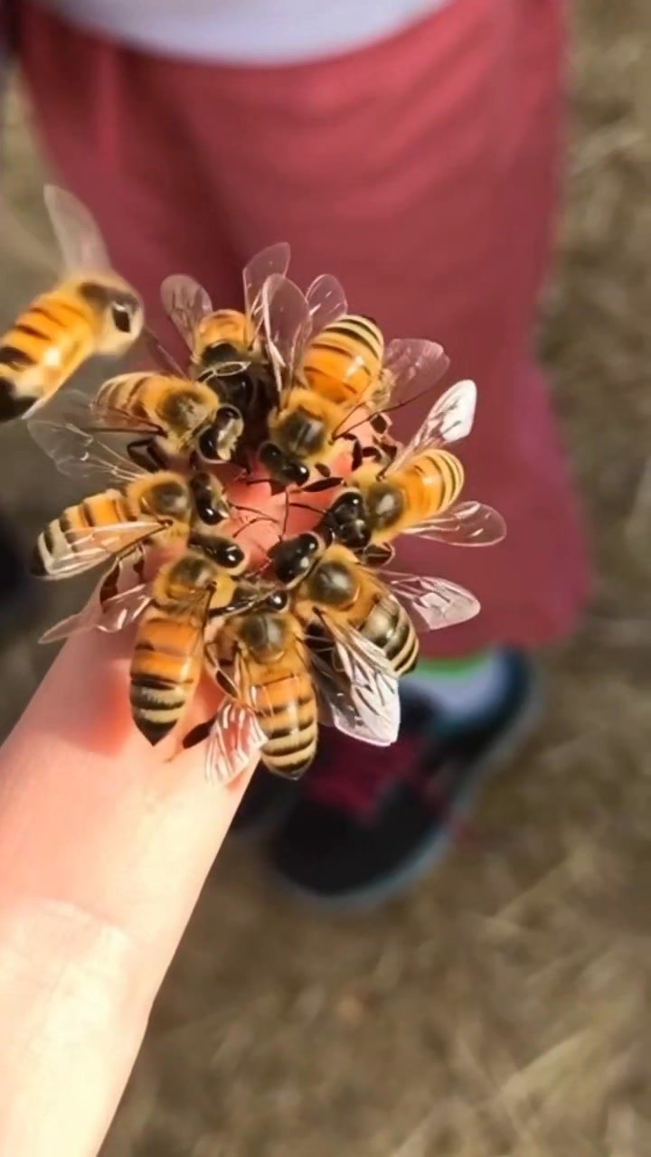 From flower to flower, the bee spreads life, color, and sweetness ...