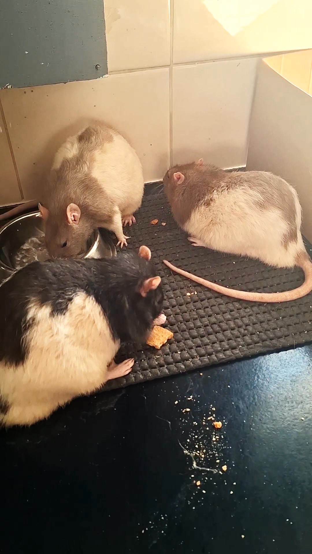 Ricky, Donnie & Silly having some treats while I make myself a bite to ...