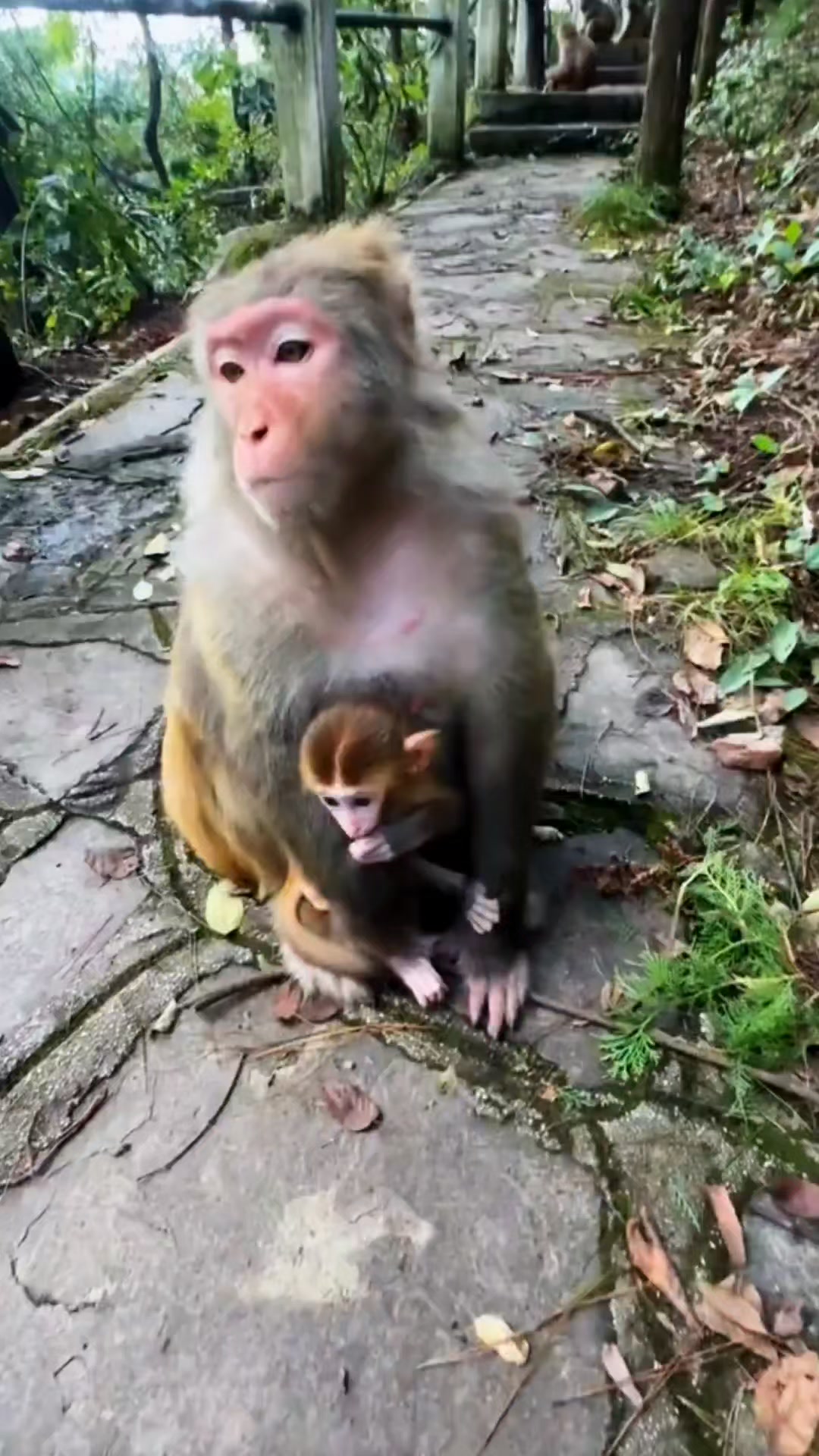 Look fun Hahaha 🤣 . #monkeys #monkey #animals #wildlife #nature #pets # ...