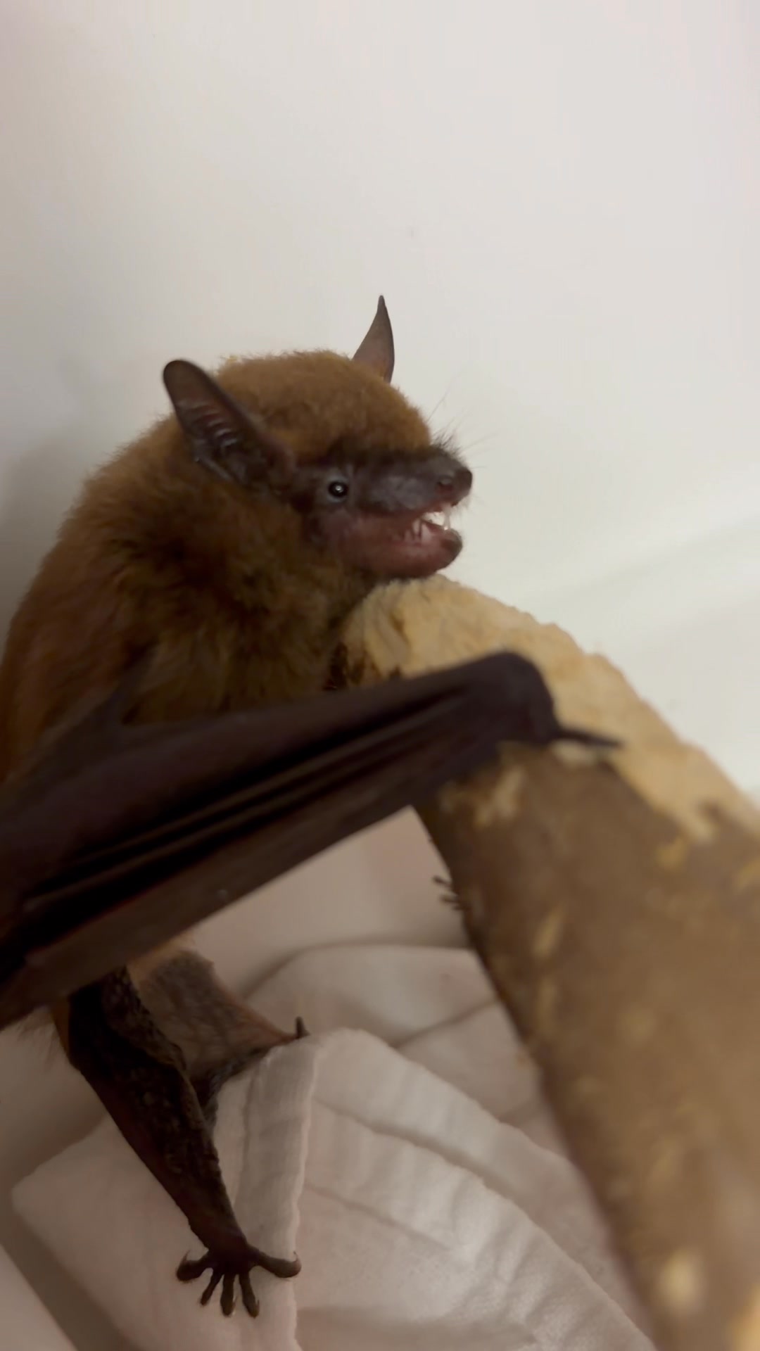 Do you want to know a personal fun fact about me? I’m terrified of bats ...