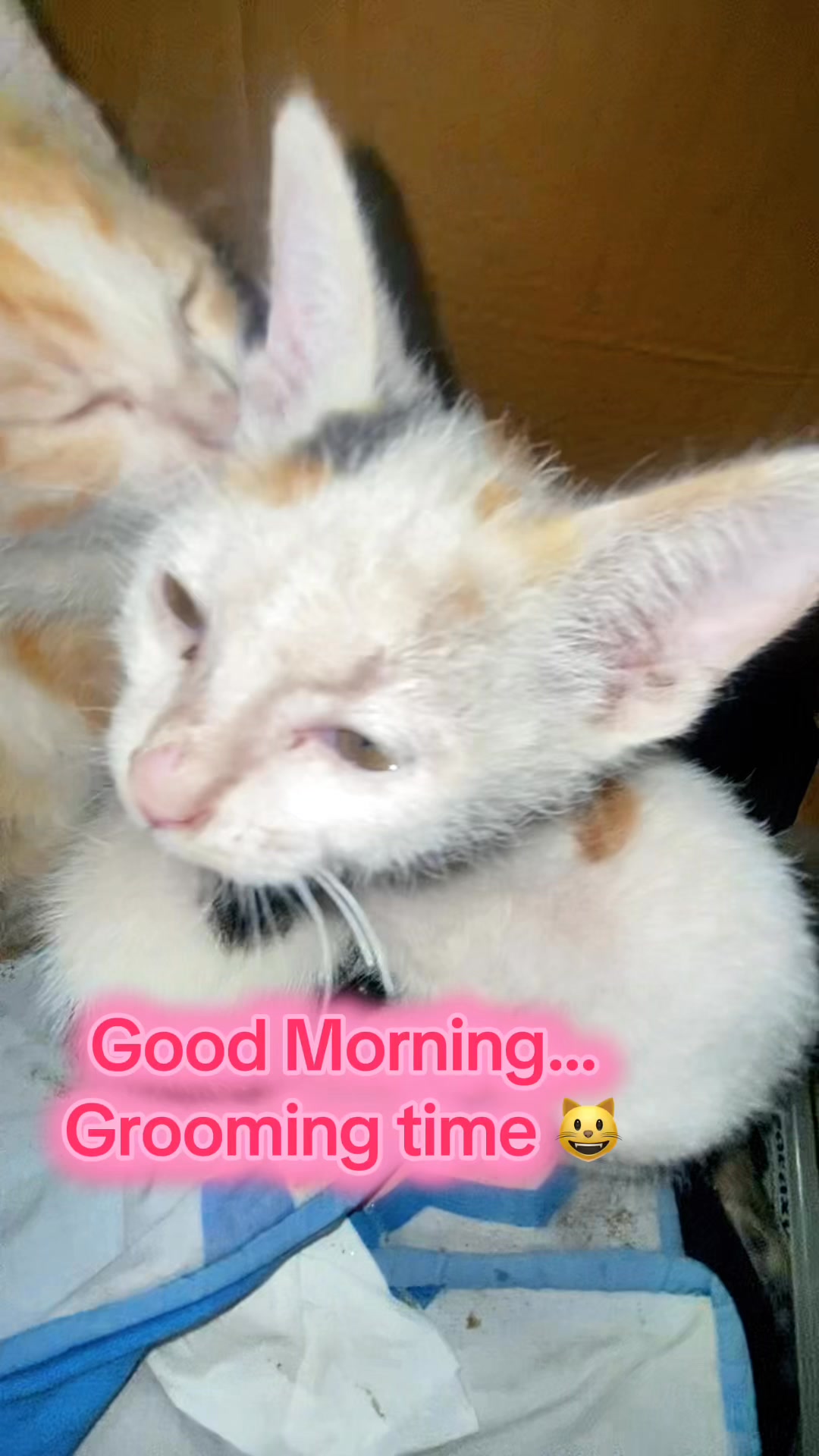 Good Morning from Roxy, Chinto & Minto #reels #reelsvideo #viralreels # ...
