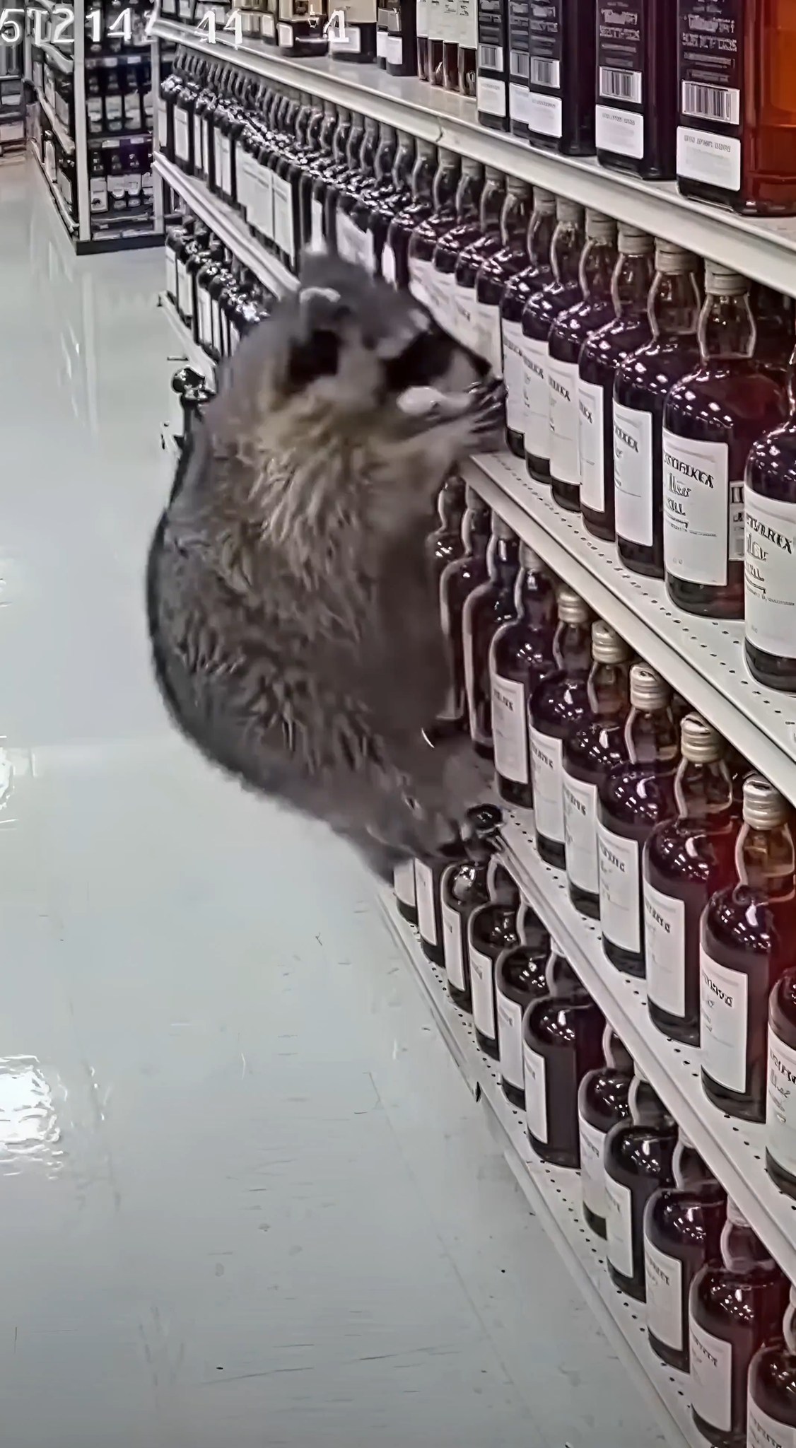 Raccoon gets drunk at an ABC liquor store in Ashland, Virginia, and ...