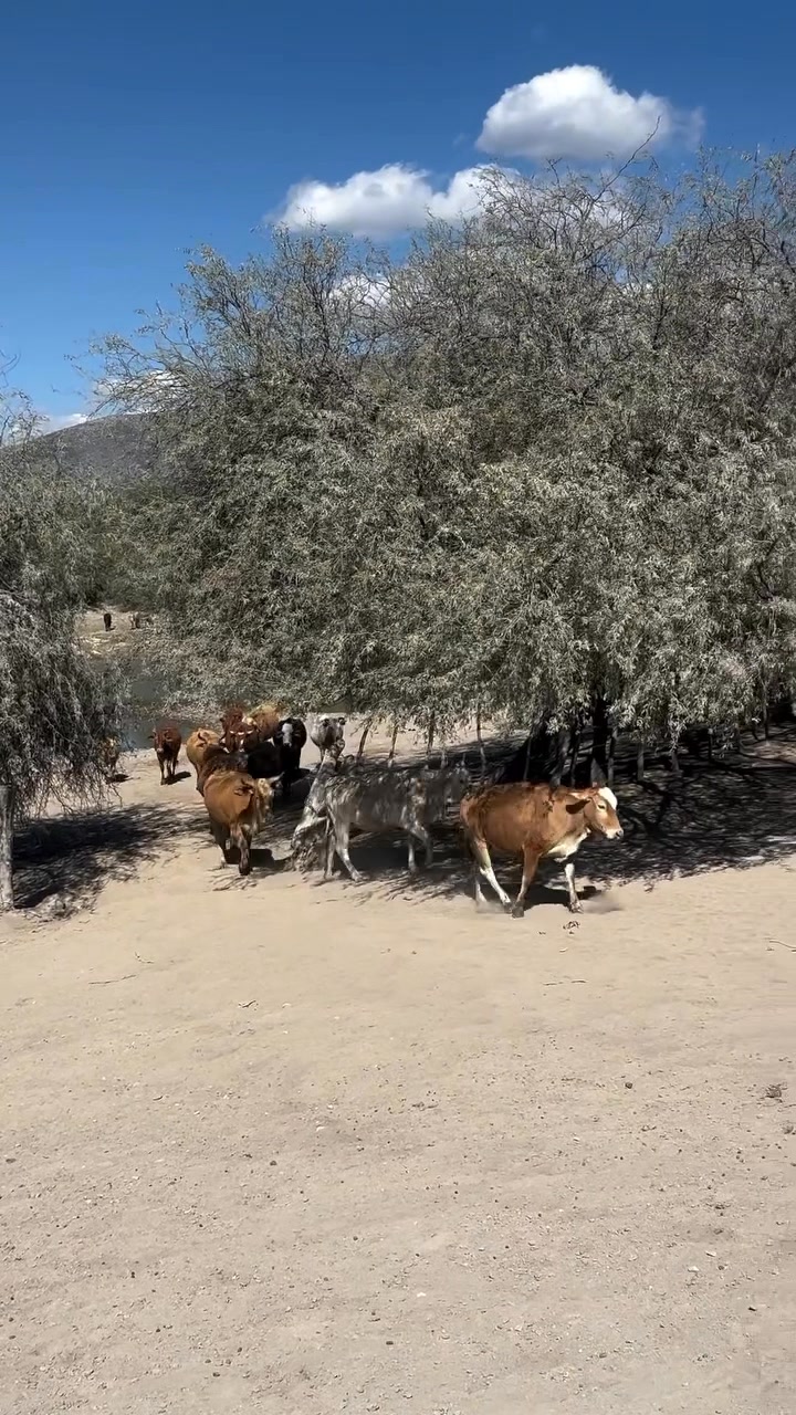 La vida del rancho, es muy bonita 🤠🌵 | Orgullo Ranchero | Facebook