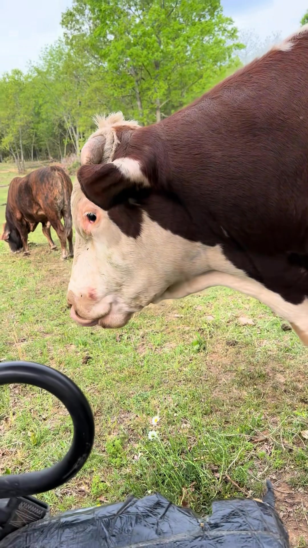 Not up for Rufus’s Bull 💩 today! #rufusthebull #rufus #cattle #cows ...