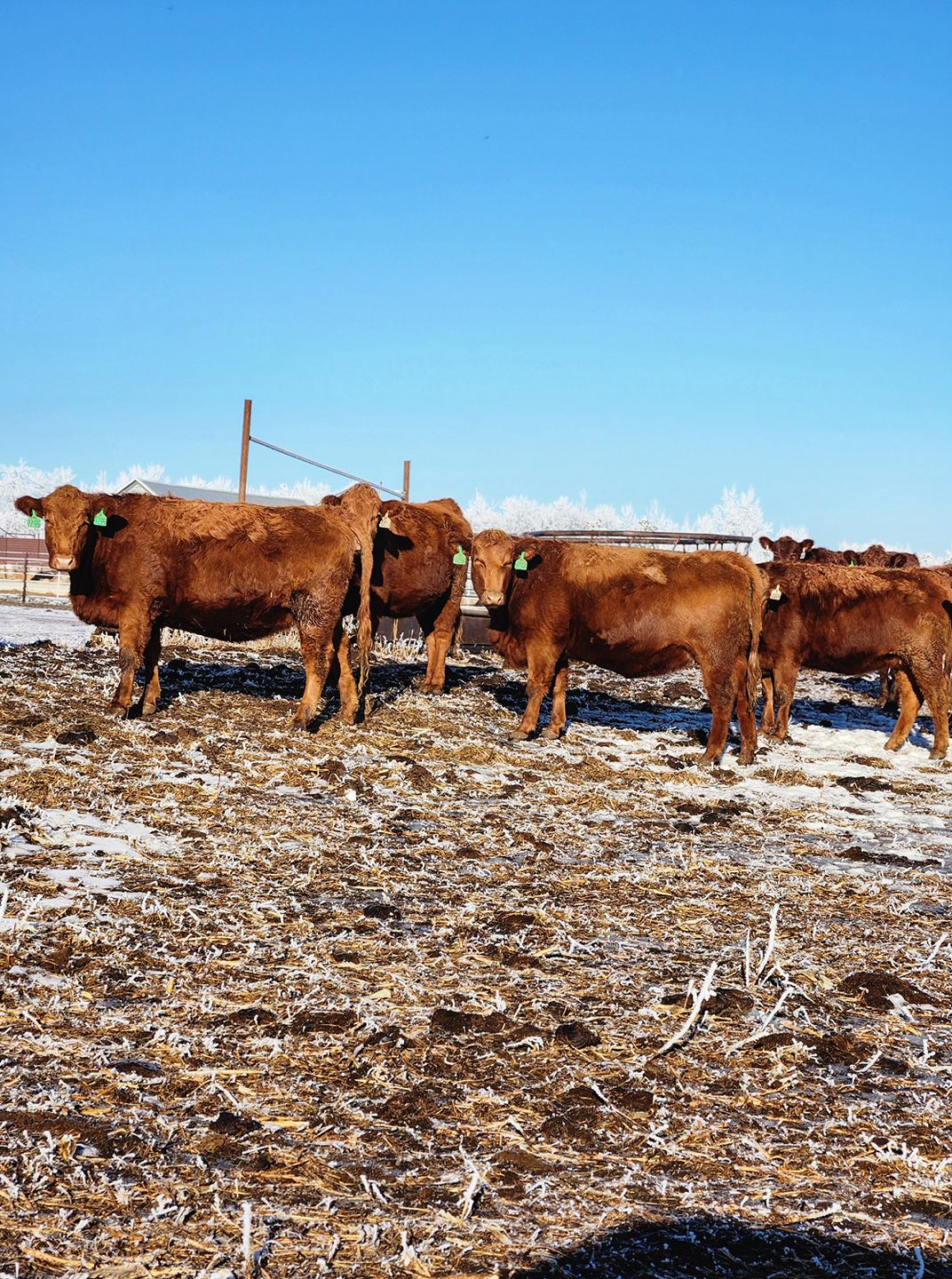 Offering 78 red heifers bred to LT Remington sons. Come with ultrasound ...