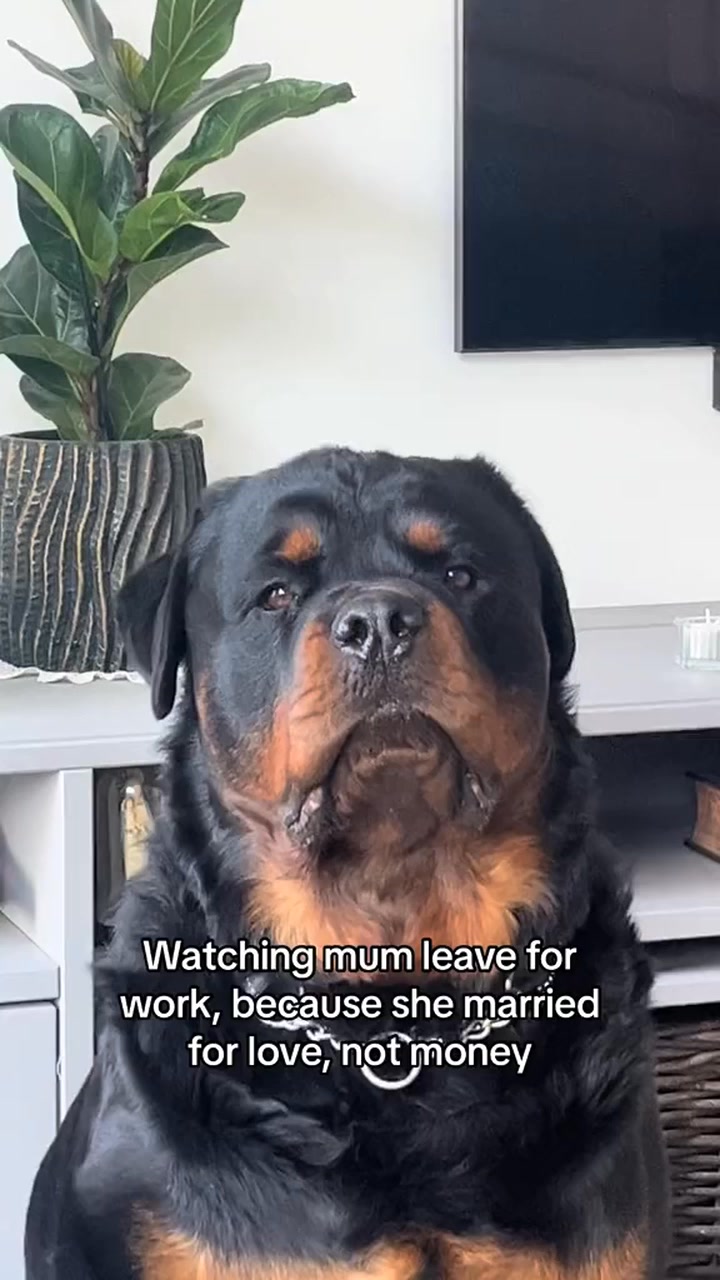 He wouldn’t hurt a fly🤣 #rottweiler #doglover #funnydog #dog | Dyce de ...