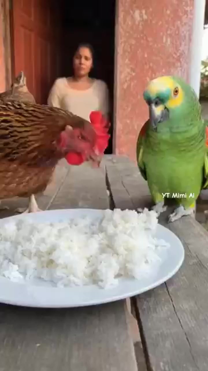 I'm eating rice with chicken 😂😂🤣🤣 #parrot #ParrotComedy #parrotlife # ...