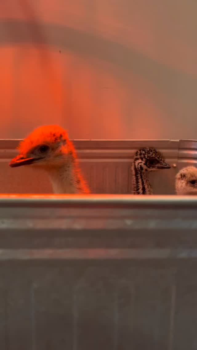 Me, My Anxiety, and My Curiosity…. Just checking in. #Emus #Emu # ...