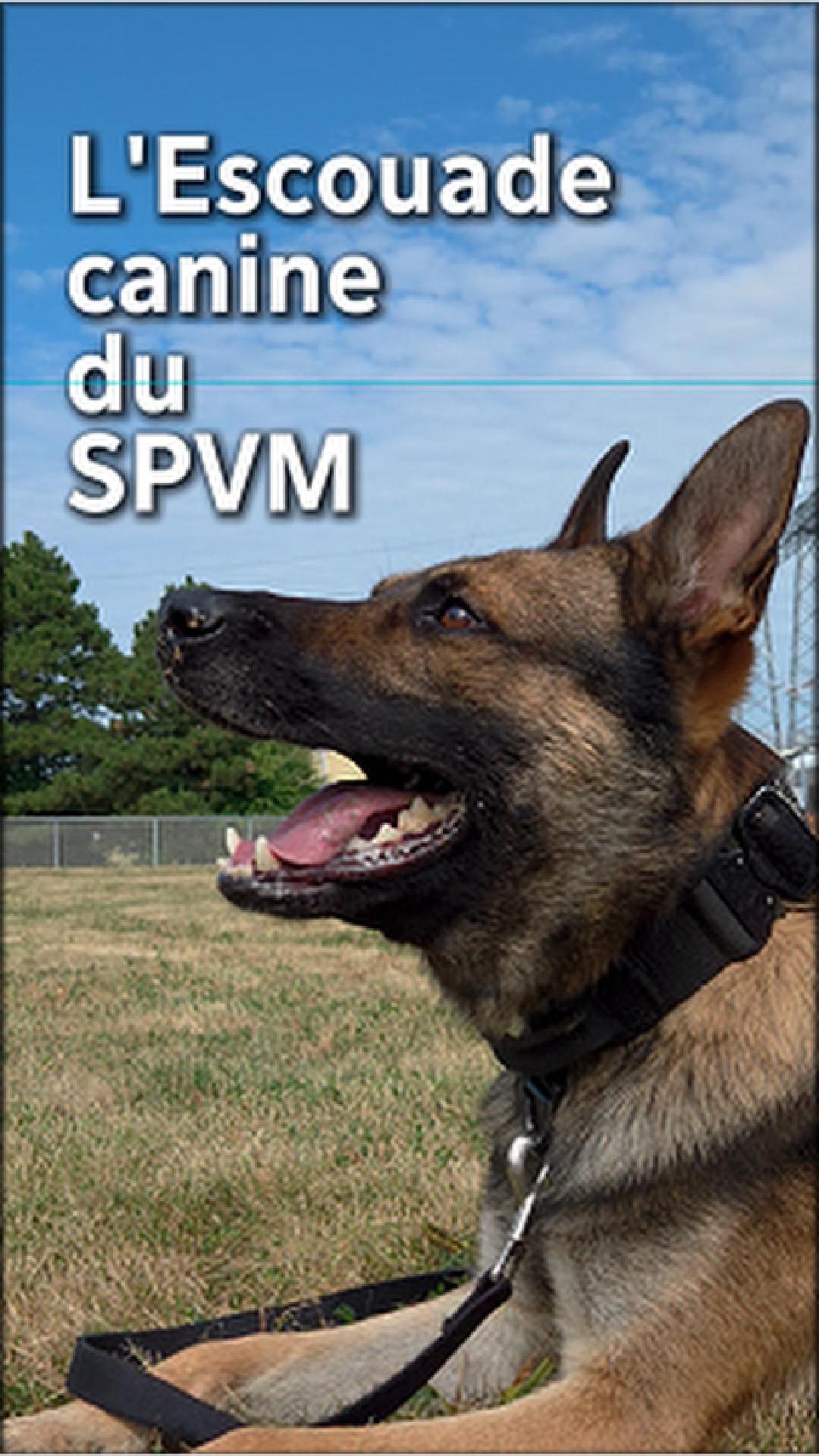 Sitemapcdatahttpsintkedriinfopoussette Chien Occasionnull