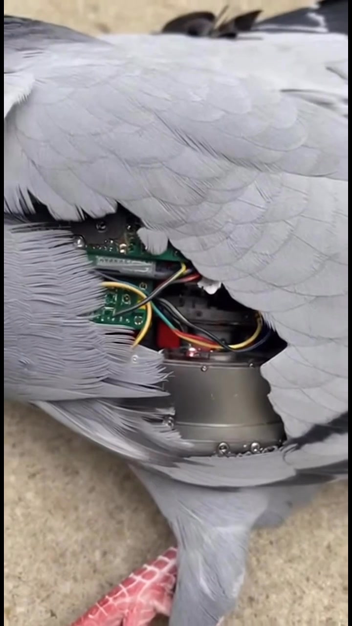 Robotic Pigeons are a new generation of lightweight, camouflaged