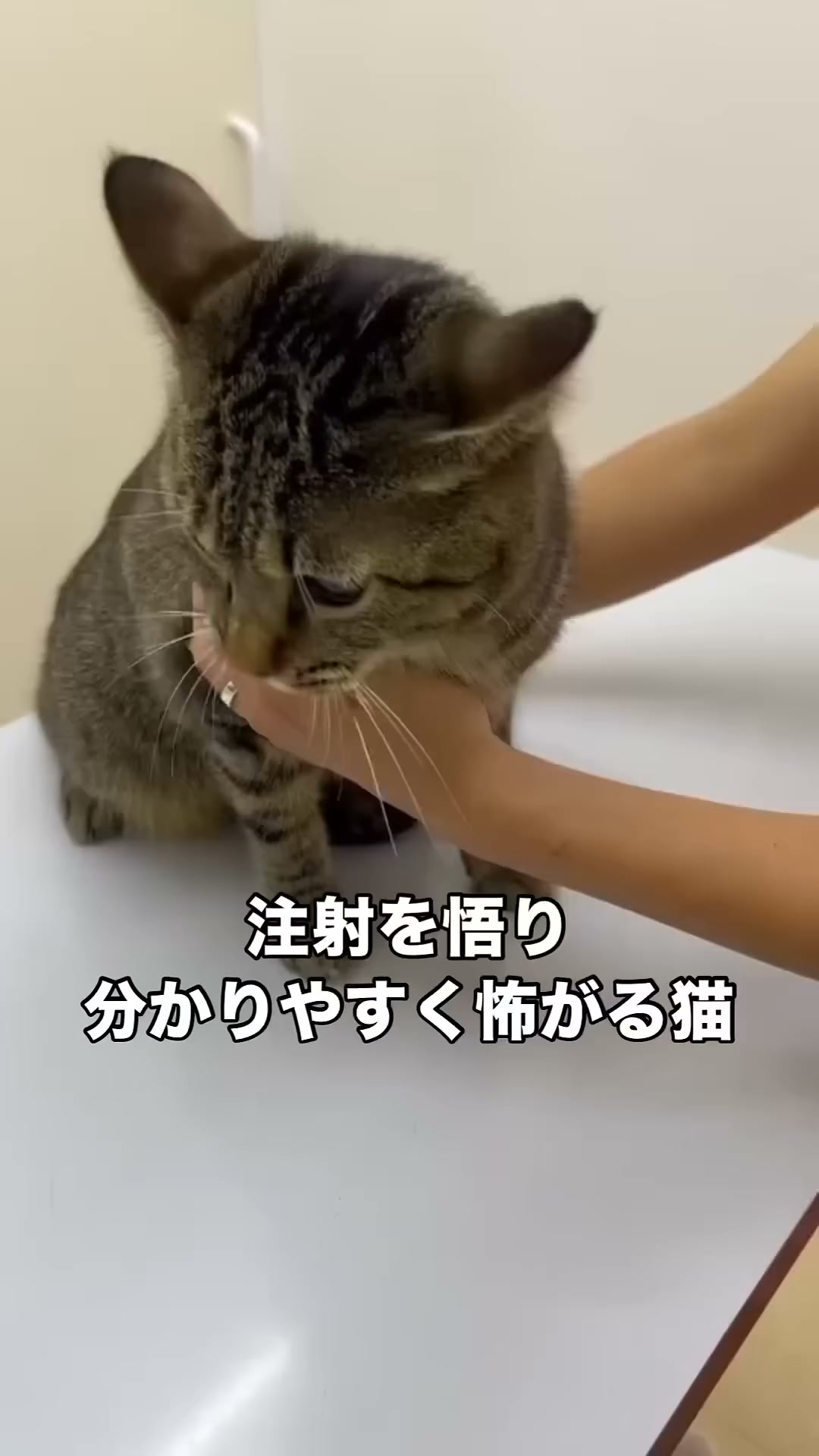 ⋱ 監修 伊從慶太 先生 インタビュー動画を公開！ ⋰ ㅤㅤ 《 好評発売