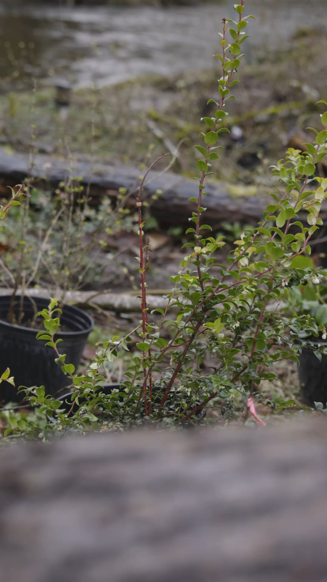 Imagine turning small, unused spaces into thriving forests—right here ...