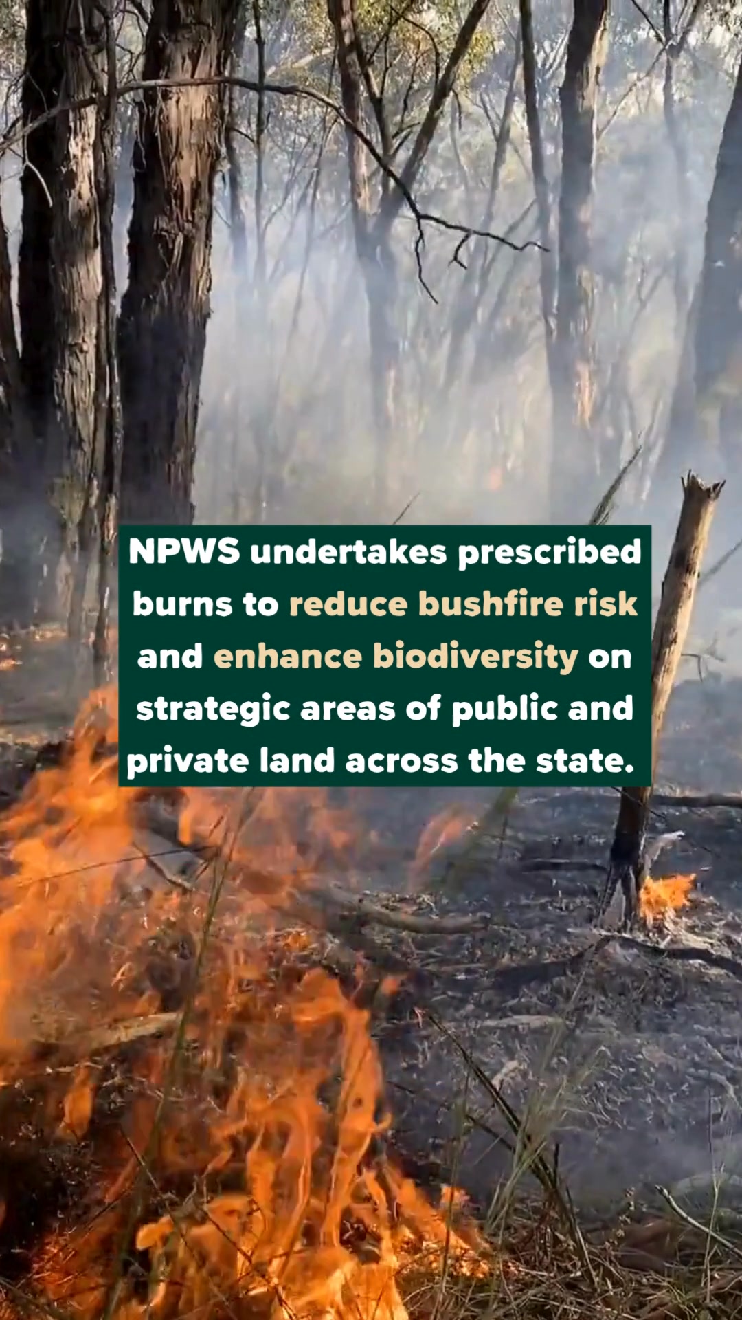 Every year National Parks and Wildlife Service South Australia carries ...