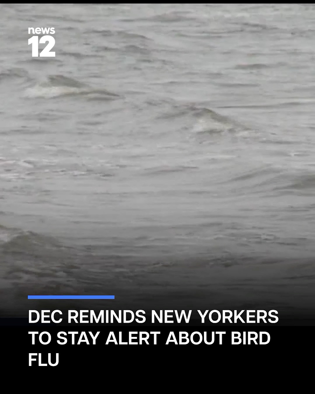 BIRD FLU RISK: The Department of Environmental Conservation says avian ...