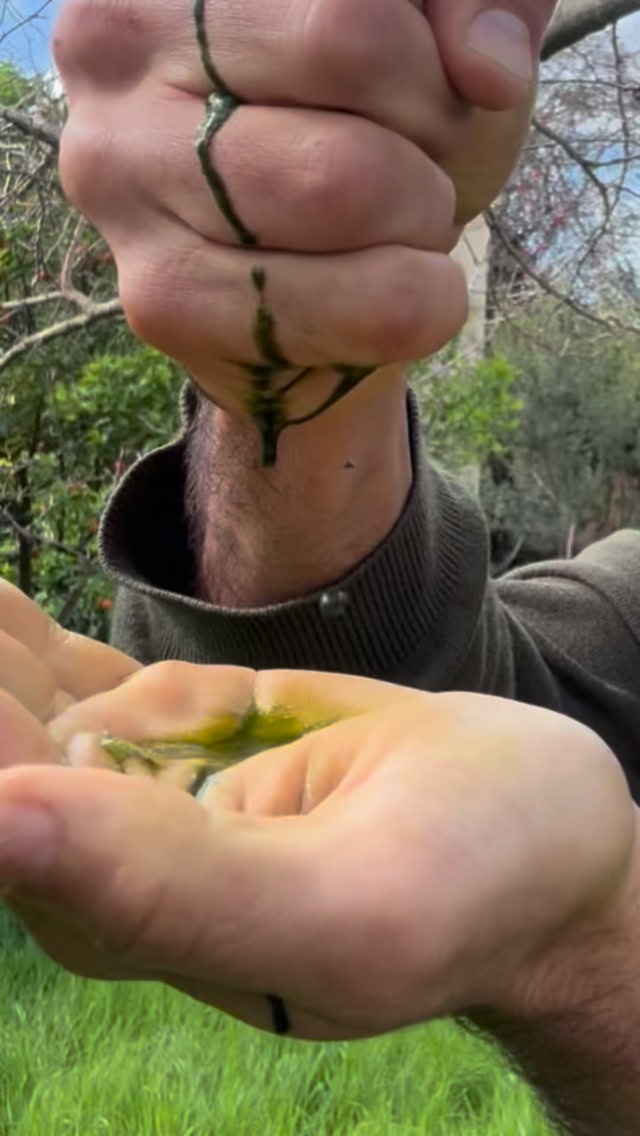 אחרי הגשם באה השמש והגינה פשוט חוגגת 🌱 שפע של דגנים חד-שנתיים שיבולת ...