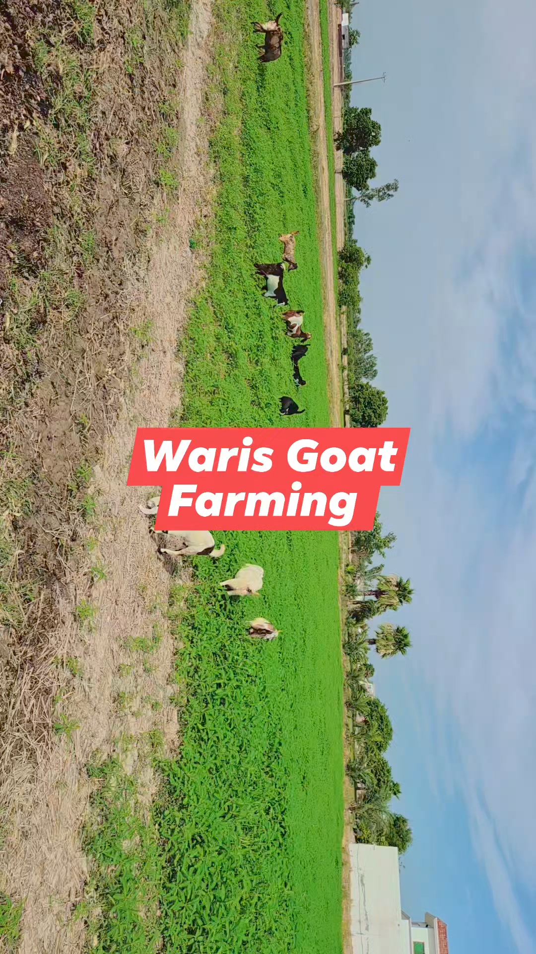 Waris Dairy And Agri Farm | Mandi Bahauddin