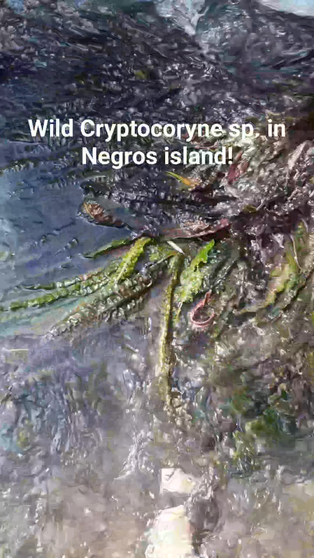 Philippine endemic Cryptocoryne aponogetifolia in natural habitat