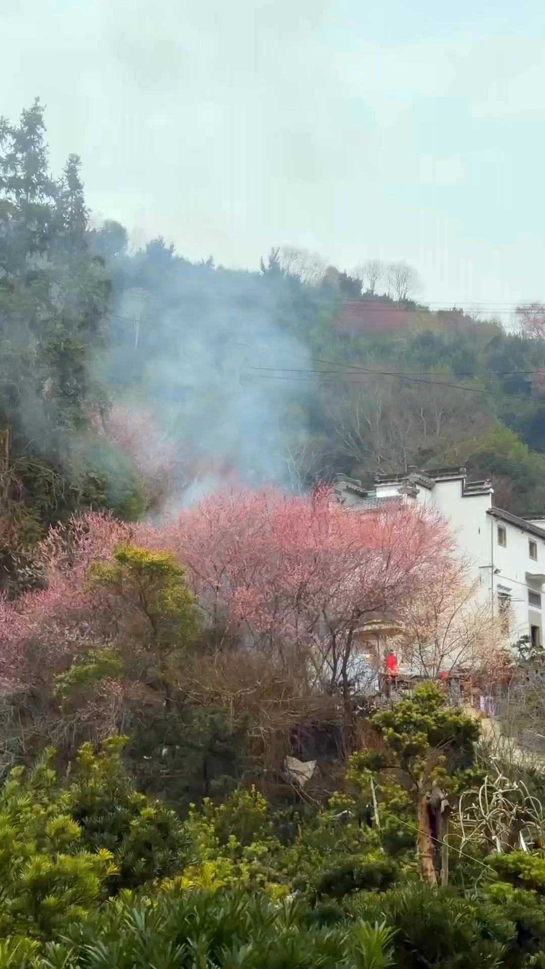 n Maohua Fishing Village of Shexian, red plum blossoms are in full ...