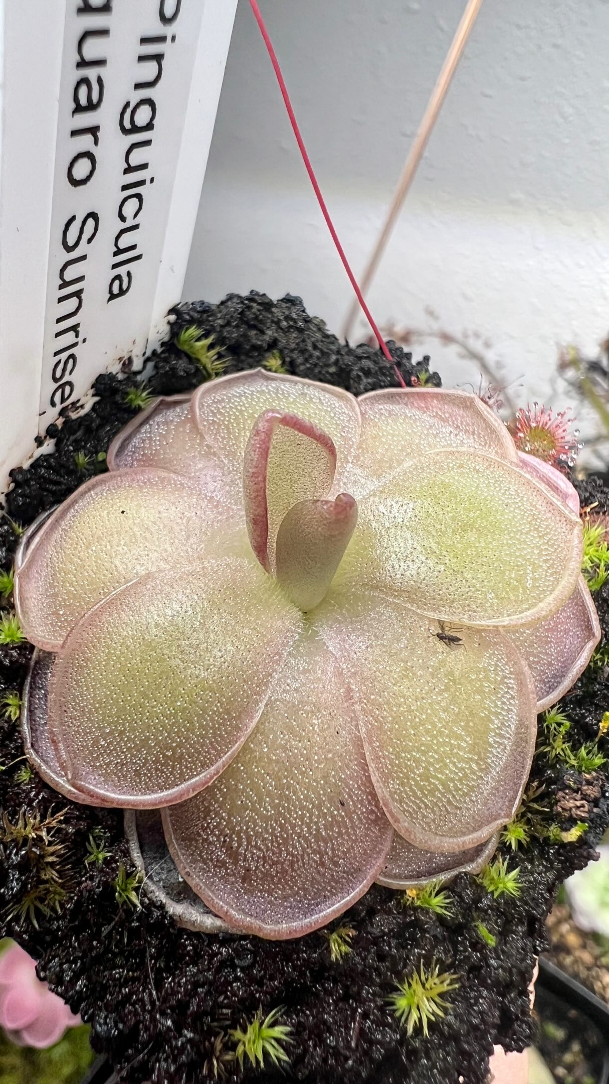 HaaaaaN Canopus 生写真 バラ売り Rapacious_Dews | Tucson AZ