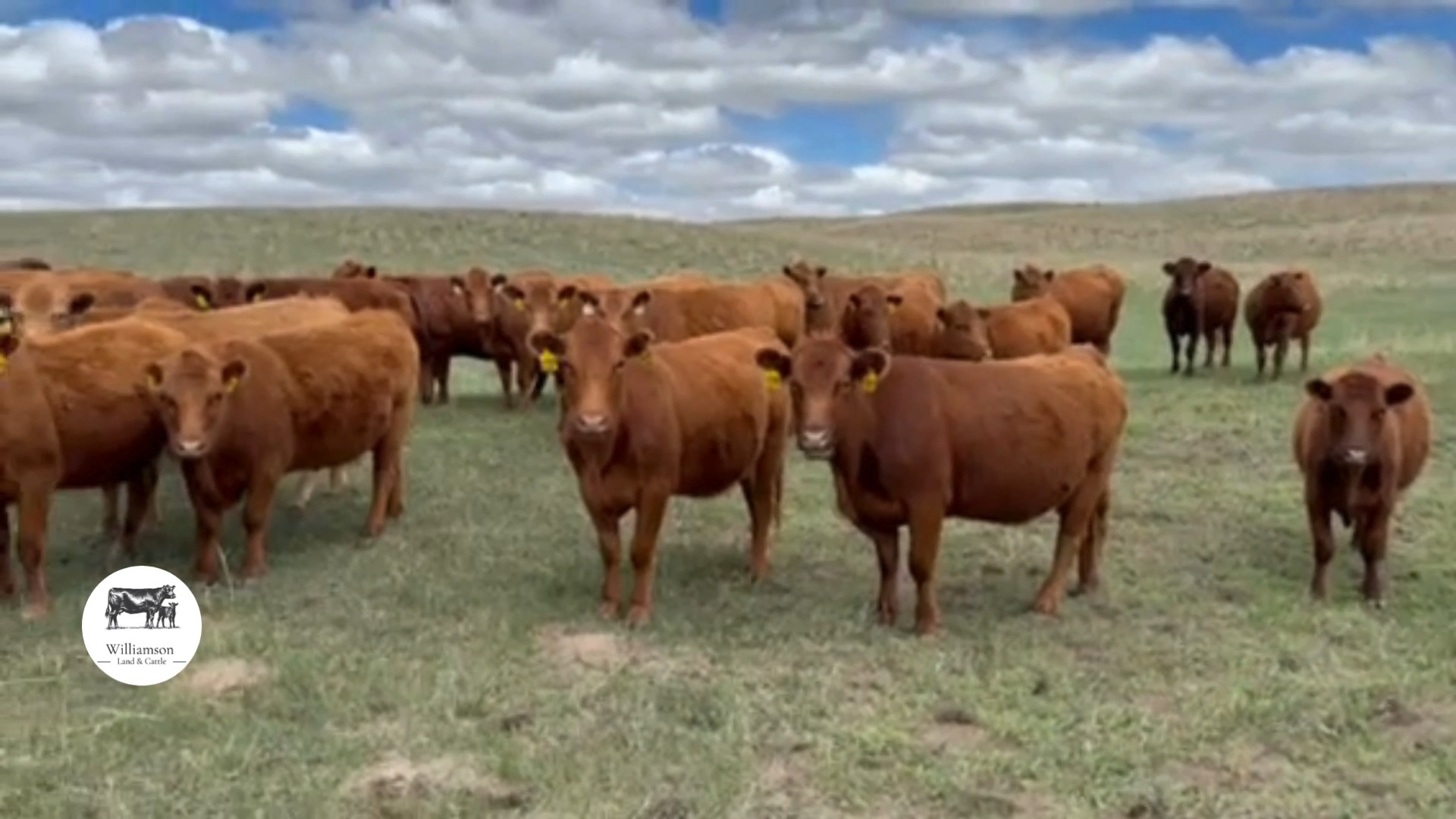 Home raised - Red Angus - Fall calvers - Calve August 15 for 45 days ...