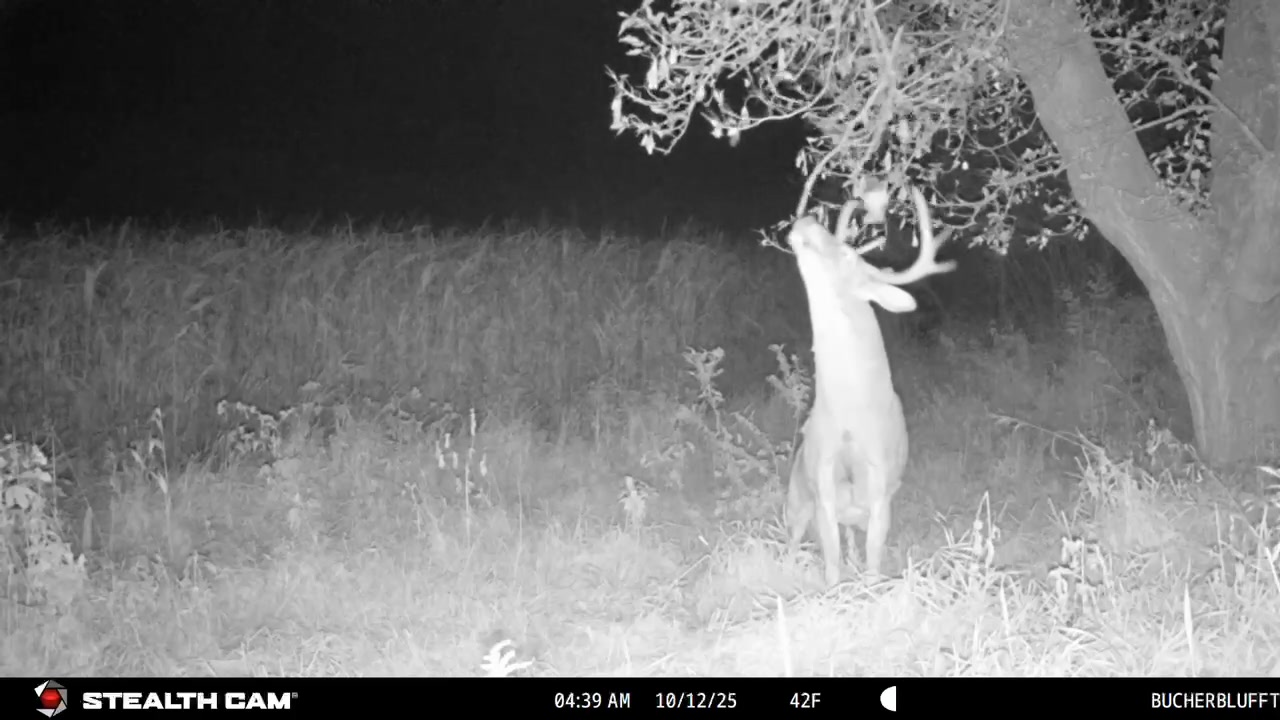 STARBUCK! What a classic capture of a big buck aggressively working a ...