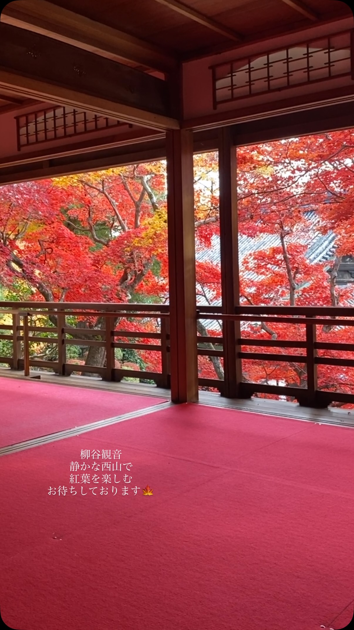 柳谷 観音 楊谷 寺