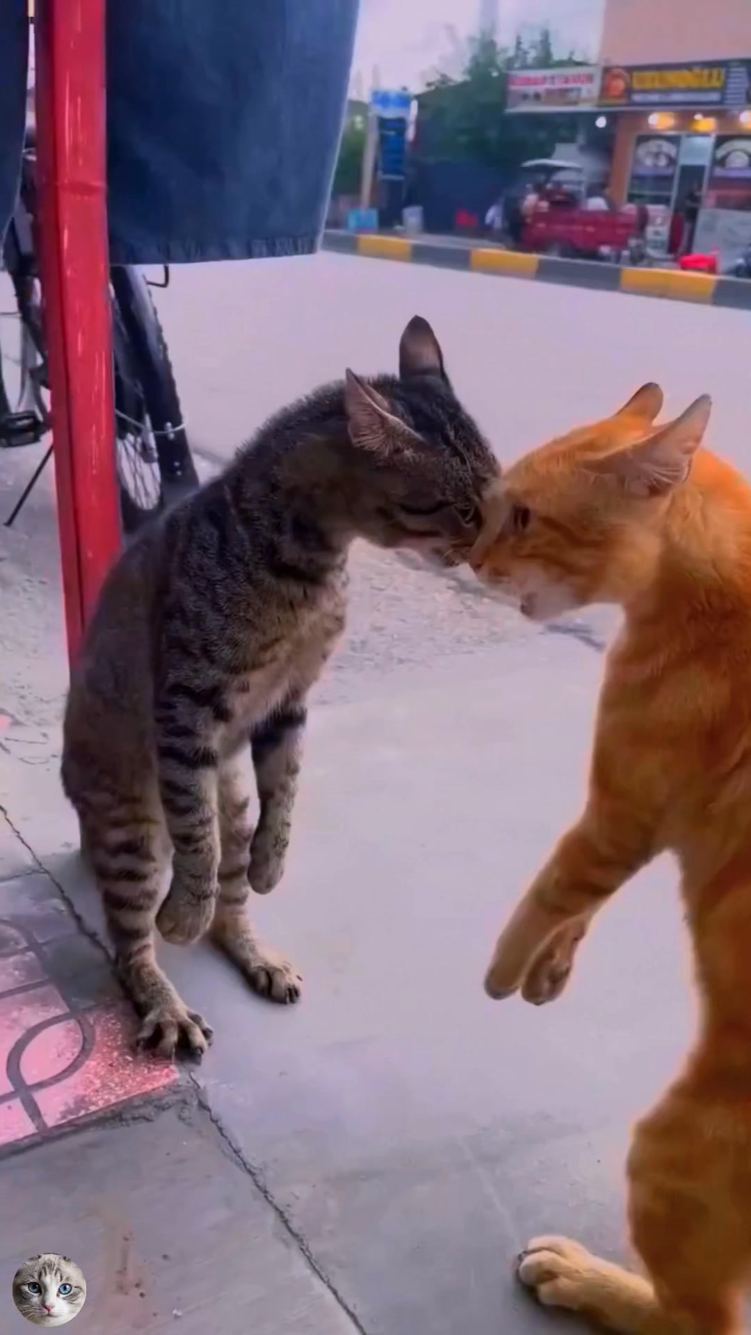 Yapani! – Cat Fight ヤパニ！ 🐈🐈‍⬛ Japanese cat fight is on !! One wearing a backpack