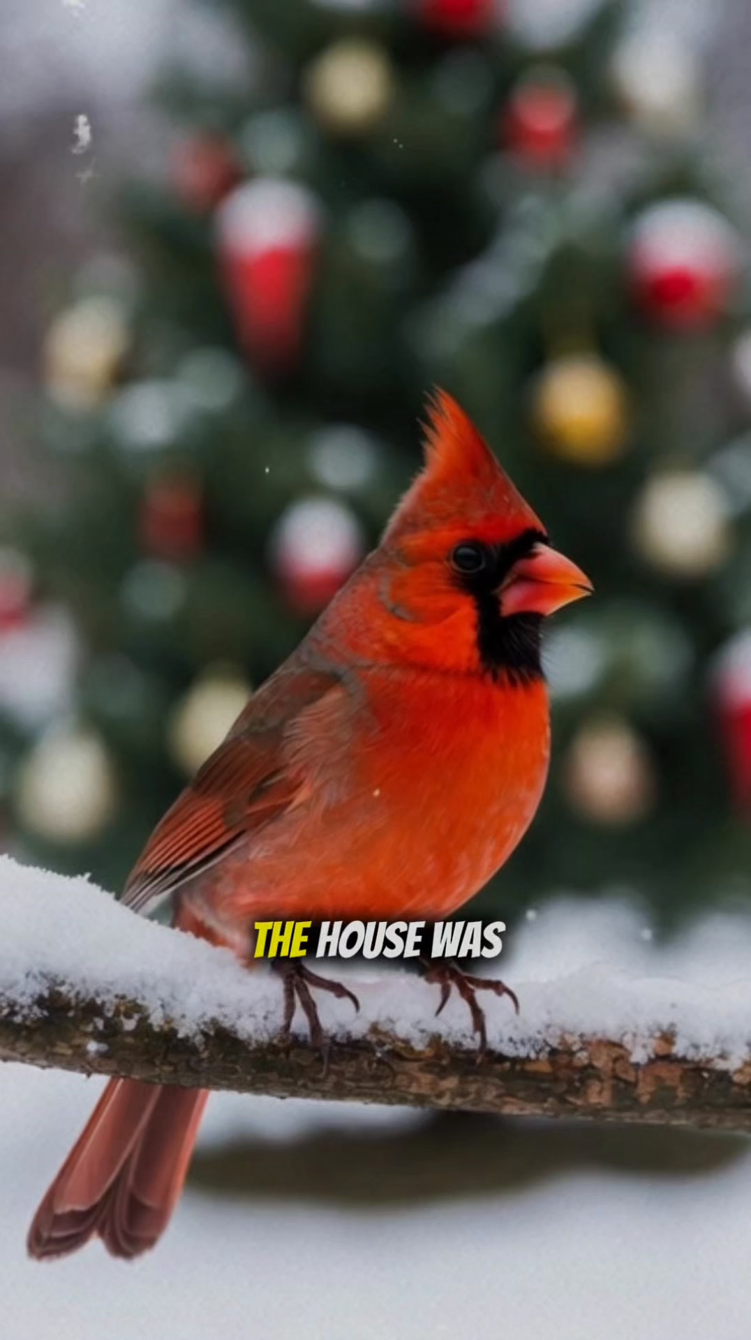 The Cardinal That Guarded the Library Steps #cardinal #redcardinal # ...