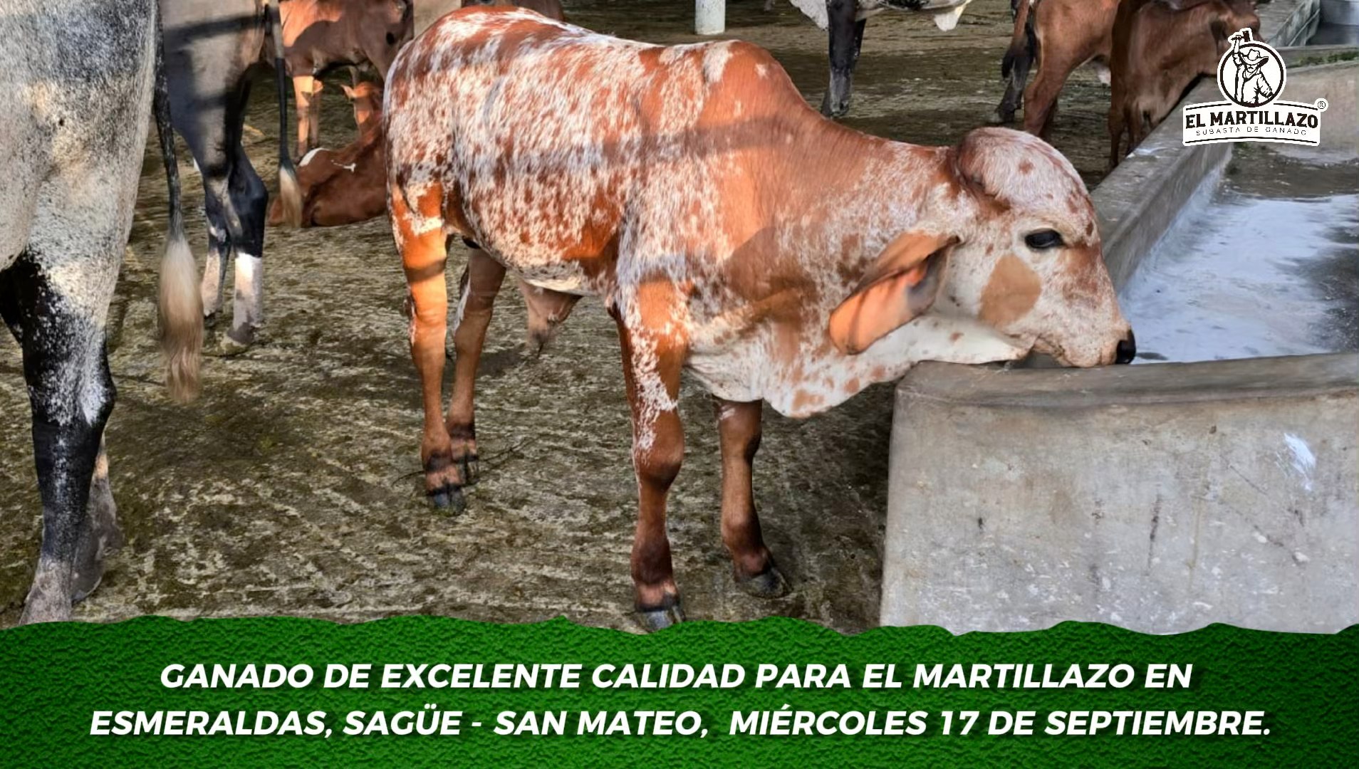 ASOGAN SD