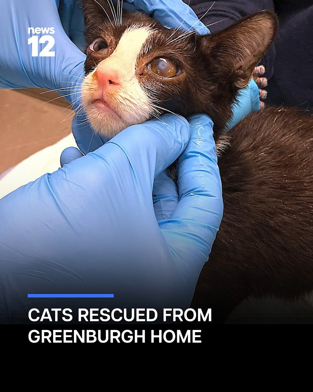 CATS RESCUED: Sick and starving cats are now fighting for their lives ...
