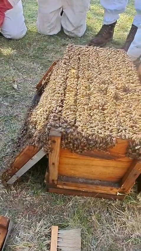 Transferring a Nuc Box to a Brood chamber | Nectar Flow Sees This ...
