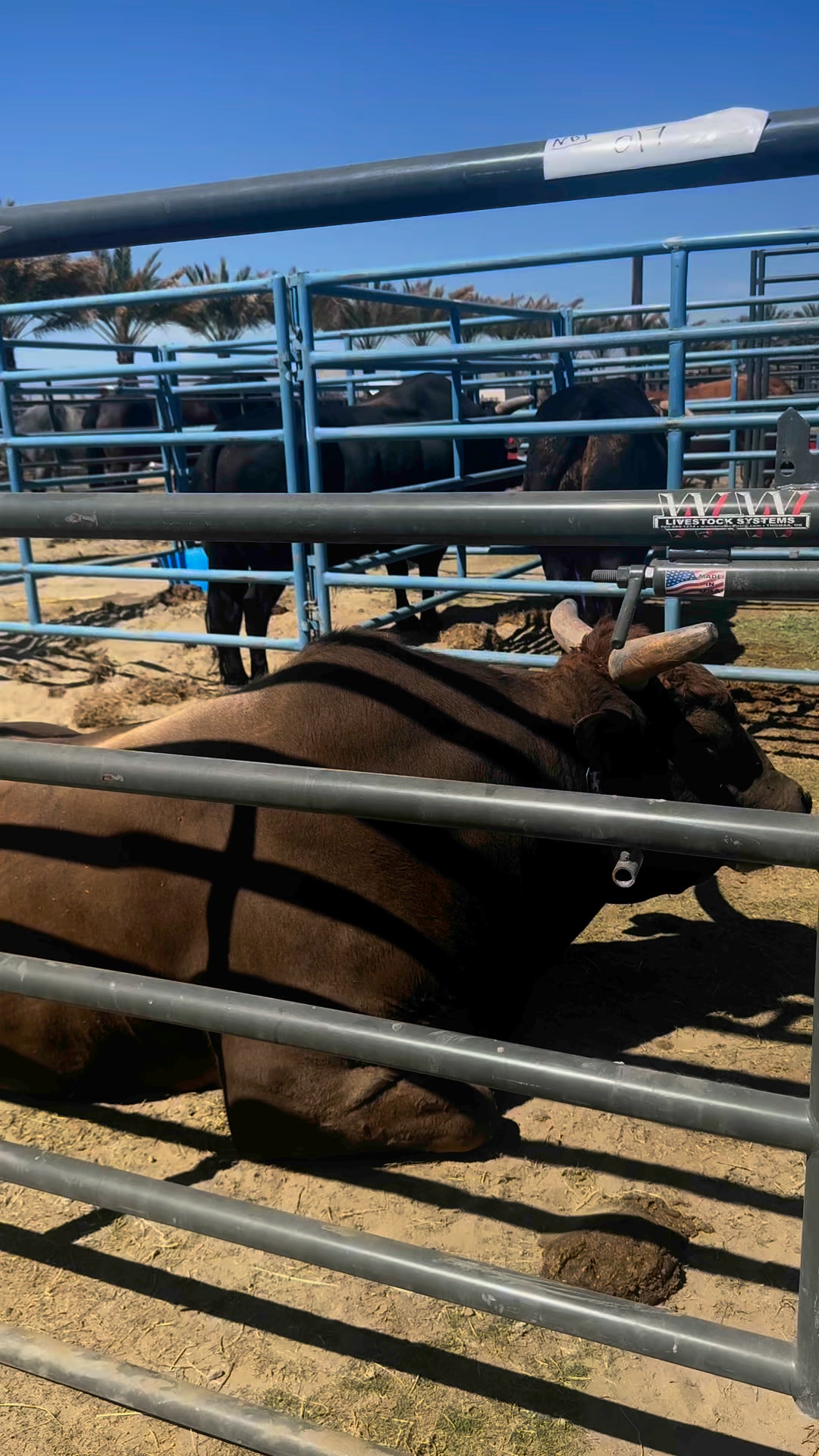 Bull housing for Palm Springs PBR is quite the scenery! | Nothin' But ...