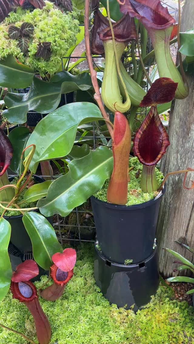 N. truncata x edwardsiana EP. This plant is always in a good mood