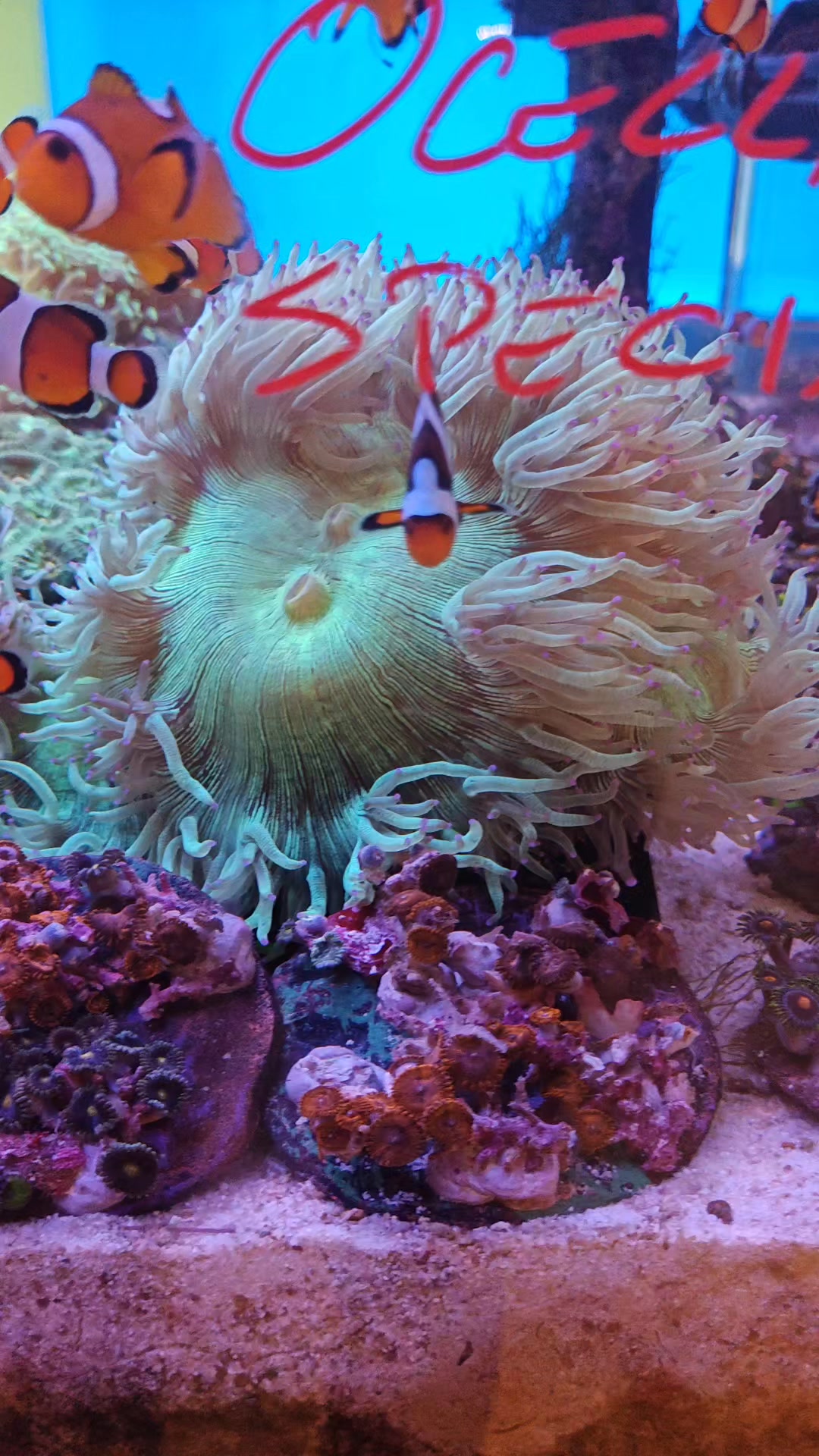 6 Pesi In Pietra Naturale Per Piante D'acquario – Forati Per Ancorare Piante Vive E Decorazioni