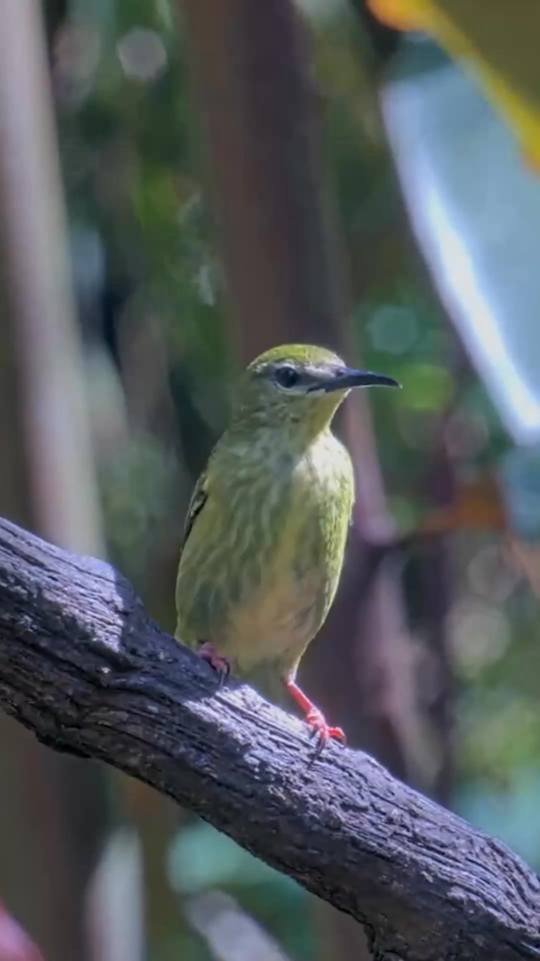 👀 Check out the colorful legs on this female Red-legged Honeycreeper ...