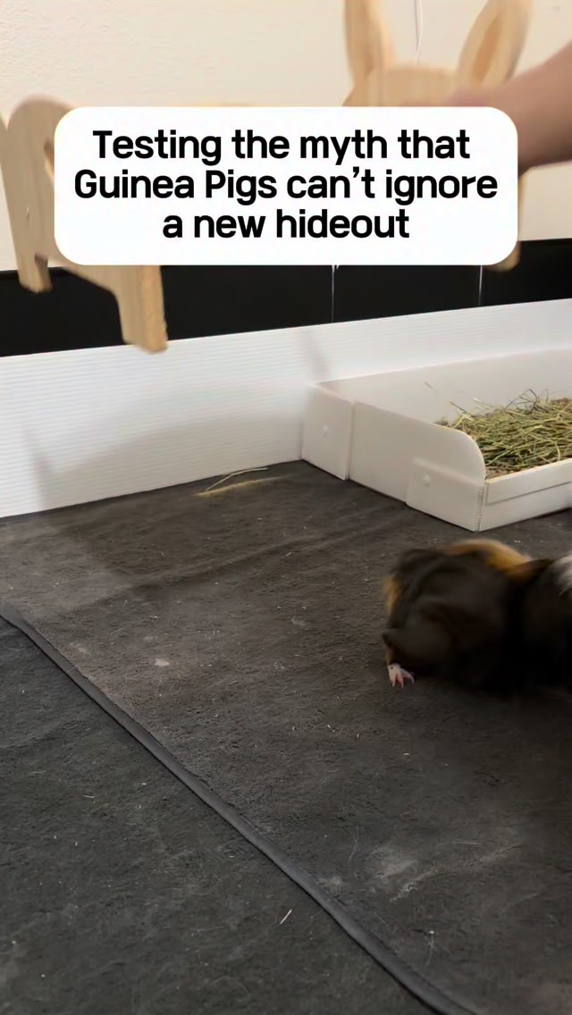 New hideout = immediate SWAT investigation #guineapig | Guinea Keys ...